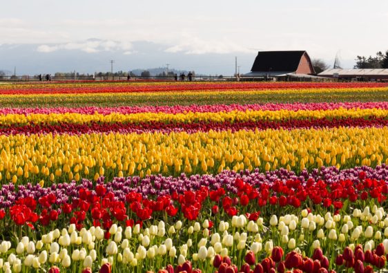 Tulip_Festival