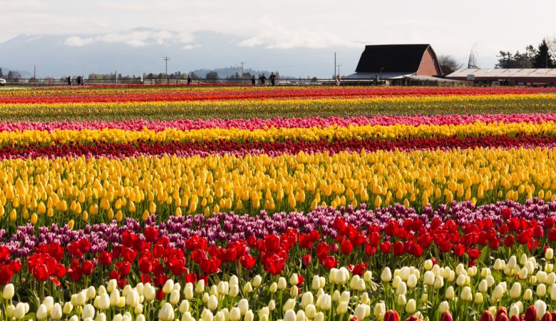 Tulip_Festival