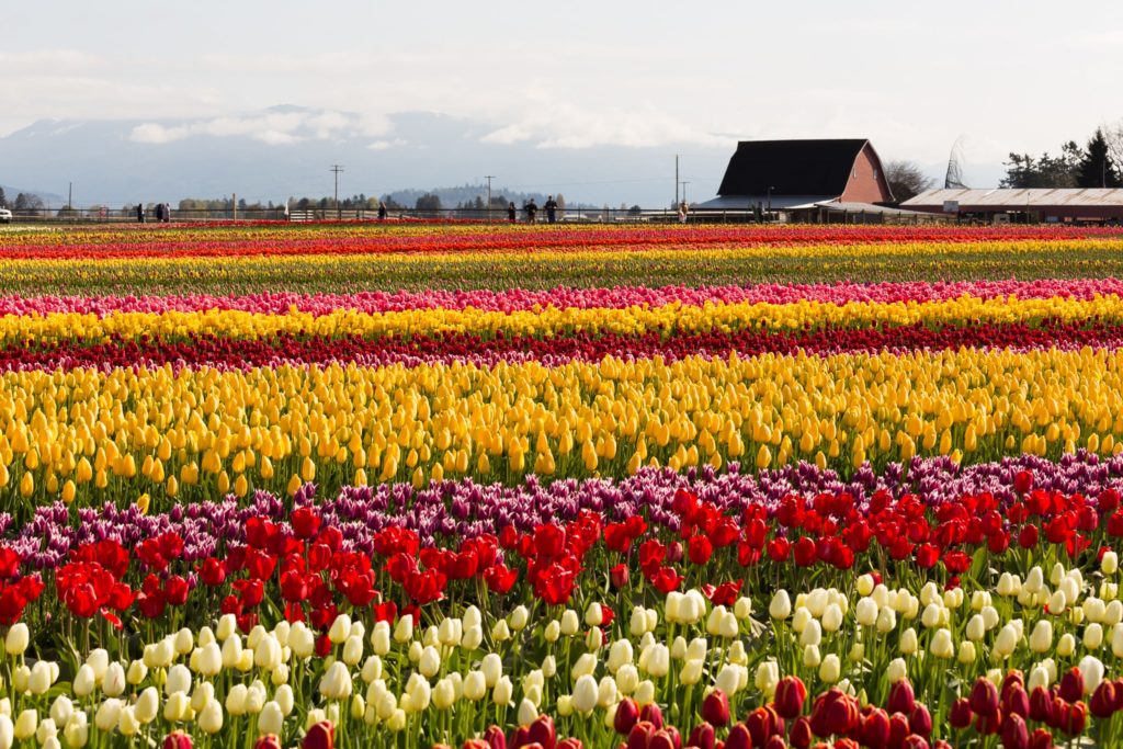 Tulip_Festival