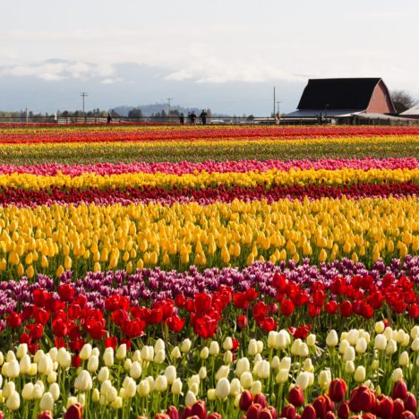 Orange City Tulip Festival 2022