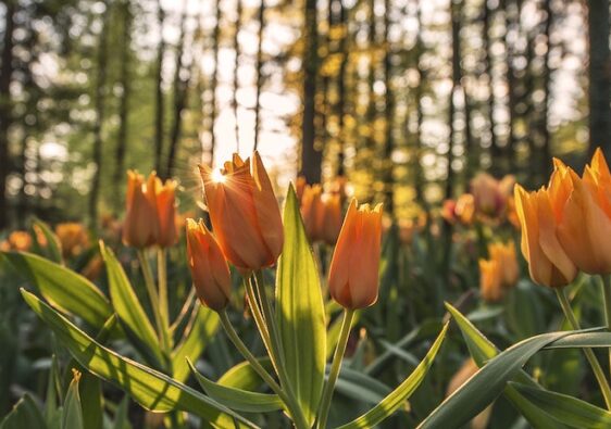 Blooming orange tulips