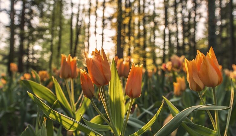 Blooming orange tulips
