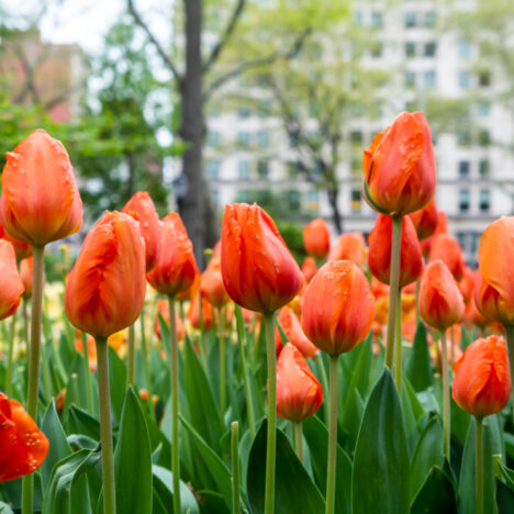 Springtime Splendor: Embracing Dutch Heritage at the Annual Orange City Tulip Festival